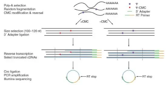 假尿苷（Ψ）修飾研究：Ψ-seq、BID-seq、BACS與納米孔技術(shù)的全面對(duì)比
